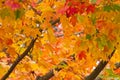 Fall Foliage Royalty Free Stock Photo
