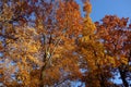 Fall Foliage At Dusk In The New York Botanical Garden Royalty Free Stock Photo