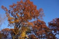 Fall Foliage At Dusk In The New York Botanical Garden Royalty Free Stock Photo