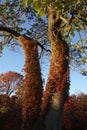 Fall Foliage At Dusk In The New York Botanical Garden Royalty Free Stock Photo