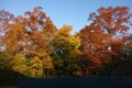 Fall Foliage At Dusk In The New York Botanical Garden Royalty Free Stock Photo