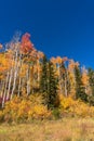 Fall foliage forest background with Aspen trees Royalty Free Stock Photo