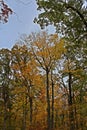 Fall foliage on trees in a forest at Petrifying Spring Park in Kenosha, Wisconsin