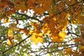 Fall Foliage Leaves Depend Run Autumn Maple Leaves. Beautiful autumn landscape with yellow trees and sun. Colorful foliage in the