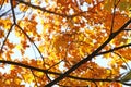 Fall Foliage Leaves Depend Run Autumn Maple Leaves. Beautiful autumn landscape with yellow trees and sun. Colorful foliage in the