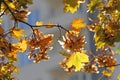 Fall Foliage Leaves Depend Run Autumn Maple Leaves. Beautiful autumn landscape with yellow trees and sun. Colorful foliage in the