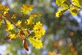 Fall Foliage Leaves Depend Run Autumn OAK Leaves