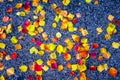 Fall Foliage Leaves fall to the ground with dark Contrasting Asphalt Royalty Free Stock Photo