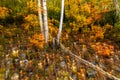 Fall foliage in the Lillooet-Fraser Canyon, British Columbia, Ca