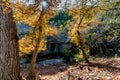 Fall Foliage at Lost Maples State Park in Texas.