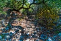 Fall Foliage at Lost Maples State Park in Texas.