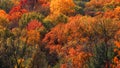 Fall foliage