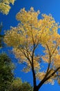 Fall foliage in orange, yellow and green against blue sky, Los Padres National Forest, USA Royalty Free Stock Photo