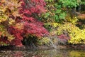 Fall foliage over the water
