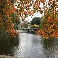 Fall foliage at the pond