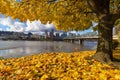 Fall Foliage with Portland OR waterfront City skyline Royalty Free Stock Photo