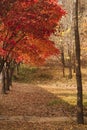 Fall foliage with Red maple leaves at the park in Seoul Forest, South Korea Royalty Free Stock Photo