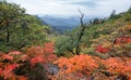 Fall foliage in Seorak Mountain, South Korea Seoraksan Royalty Free Stock Photo