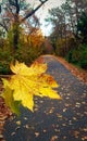 Fall foliage Royalty Free Stock Photo