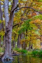 Fall Foliage Surrounding the Frio River at Garner State Park