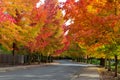 Fall Foliage on Tree Lined USA Suburban Neighborhood Street Royalty Free Stock Photo