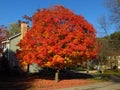 Fall Foliage Tree Royalty Free Stock Photo