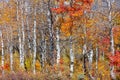 Fall foliage in Wasatch mountains, Utah during autumn time Royalty Free Stock Photo