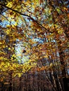 Fall Foliage in William B. Umstead State Park Royalty Free Stock Photo