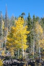 Fall Foliage on Yellow Aspen Trees showing off their Autumn Colors Royalty Free Stock Photo