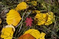 Fall Foliage on Yellow Aspen Trees showing off their Autumn Colors Royalty Free Stock Photo