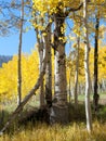 Fall Foliage on Yellow Aspen Trees showing off their Autumn Colors Royalty Free Stock Photo