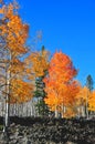 Fall Foliage on Yellow Aspen Trees showing off their Autumn Colors