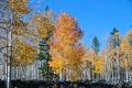 Fall Foliage on Yellow Aspen Trees showing off their Autumn Colors Royalty Free Stock Photo