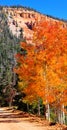 Fall Foliage on Yellow Aspen Trees showing off their Autumn Colors Royalty Free Stock Photo