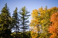 Fall foliage with yellow, green and orange colors against a blue autumn sky Royalty Free Stock Photo