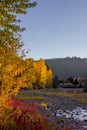 Sun highlights the autumn colored trees along the Naches River. Royalty Free Stock Photo