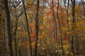 Fall Folliage in North Carolina Mountains Royalty Free Stock Photo