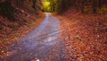 Fall forest ant tiny road Royalty Free Stock Photo