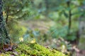 Fall forest background with moss and tree trunk copy space Royalty Free Stock Photo