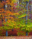 Fall forest colors Royalty Free Stock Photo