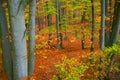 Fall forest colors Royalty Free Stock Photo