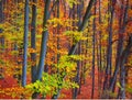 Fall forest colors Royalty Free Stock Photo