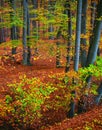 Fall forest colors Royalty Free Stock Photo
