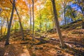 Fall forest colors in Ontario