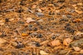 Fall forest floor of pine needles, cones and dry barks of tree. dry forest litter in coniferous forest Royalty Free Stock Photo