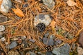 Fall forest floor of pine needles, cones and dry barks of tree. Top view of dry forest litter in coniferous forest Royalty Free Stock Photo