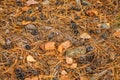 Fall forest floor of pine needles, cones and dry barks of tree. Top view of dry forest litter in coniferous forest Royalty Free Stock Photo