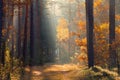 Fall. Forest. Forest With Sunlight. Path In Forest. Fall Scenery. Autumn Background. Autumn Nature.