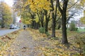 Fall forest in the Gatchina