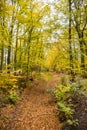 Fall forest landscape. Dry fall leaves covering the groundght. Colorful fall forest landsca